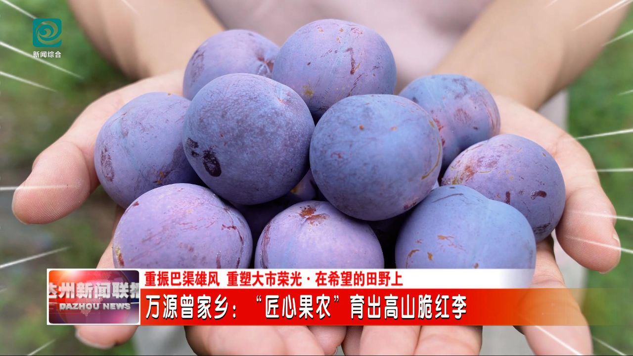 “匠心果农”育出万源高山脆红李