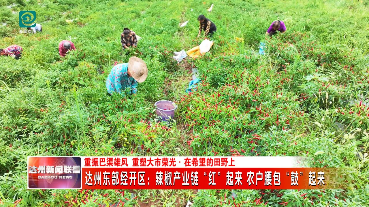 达州东部经开区辣椒产业链“红”起来农户腰包“鼓”起来