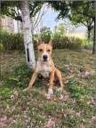 斯塔福犬