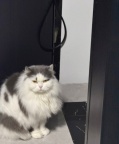 英长蓝白长毛母猫绝育1岁半