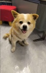 狗狗领养